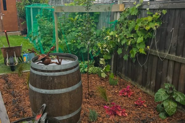 createscape_landscaping_rangiora_pegasus_north_canterbury_small_55